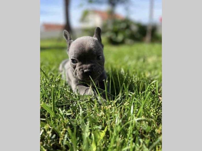 francuski buldog štenci besplatni mali oglasi