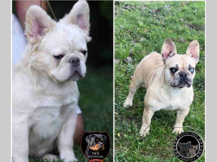 francuski buldog štenci besplatni mali oglasi