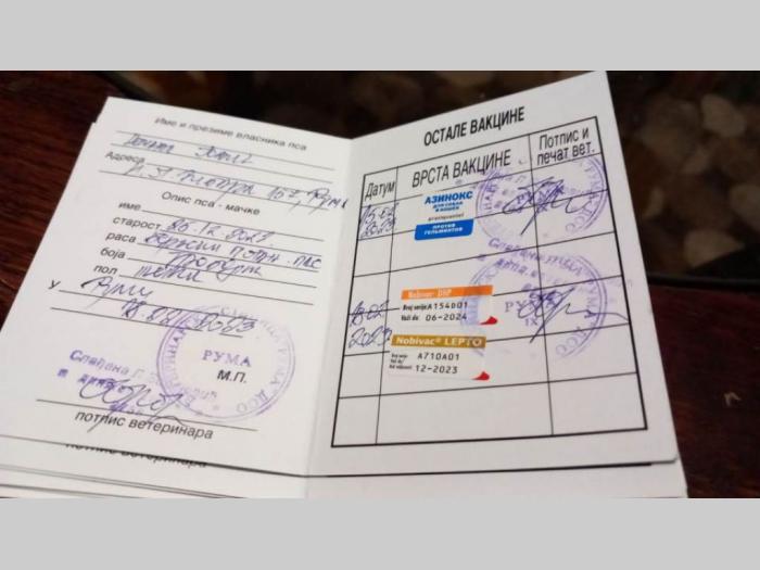 bernski planinski pas štenci besplatni mali oglasi