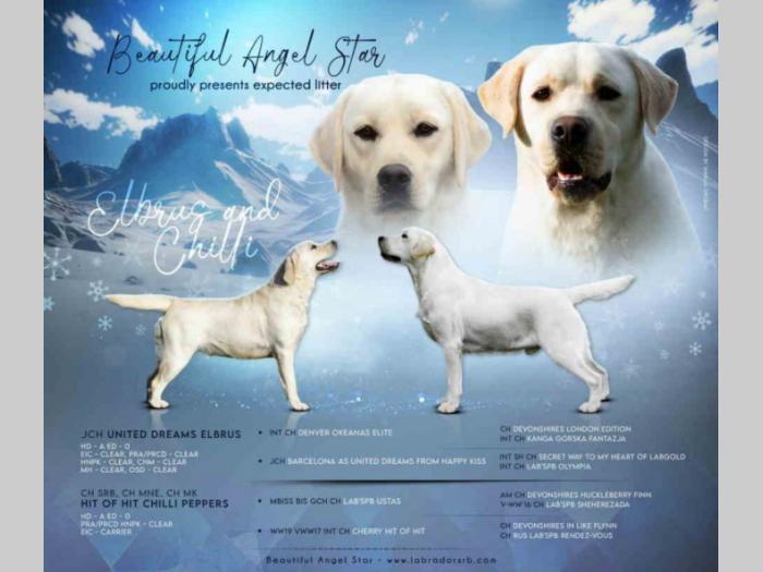 labrador retriver štenci besplatni mali oglasi