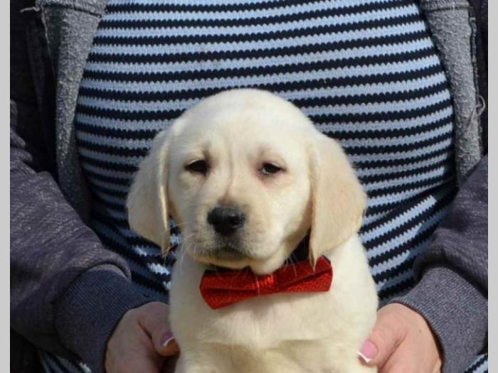labrador retriver štenci besplatni mali oglasi
