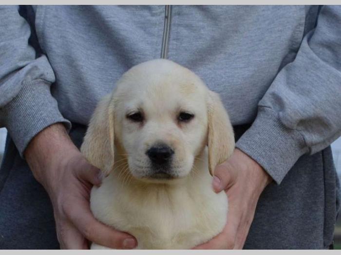 labrador retriver štenci besplatni mali oglasi