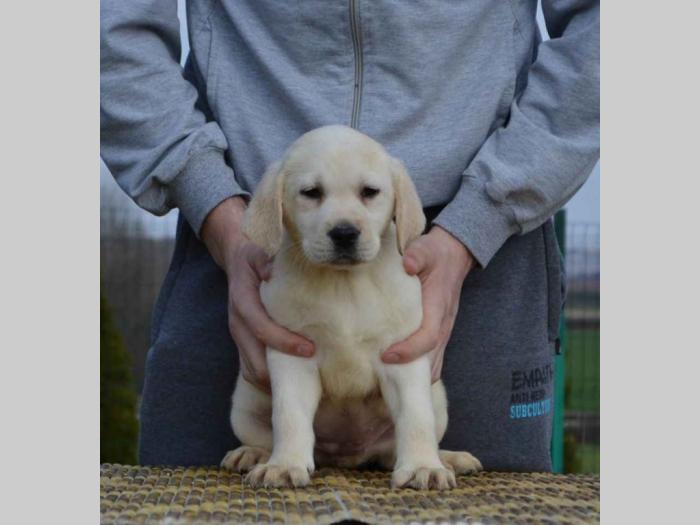 labrador retriver štenci besplatni mali oglasi