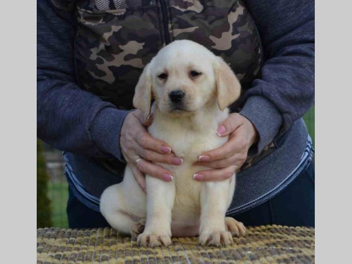 labrador retriver štenci besplatni mali oglasi