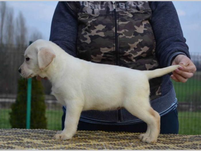 labrador retriver štenci besplatni mali oglasi