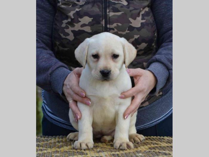 labrador retriver štenci besplatni mali oglasi