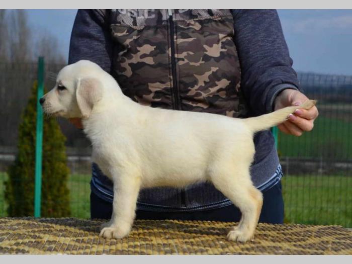 labrador retriver štenci besplatni mali oglasi