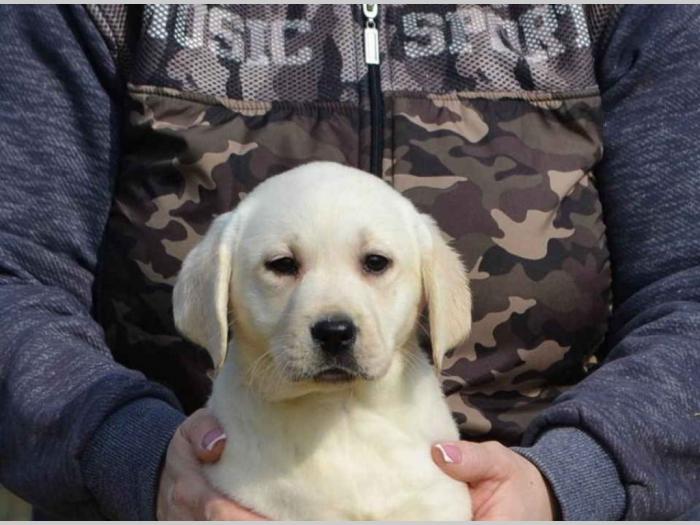 labrador retriver štenci besplatni mali oglasi
