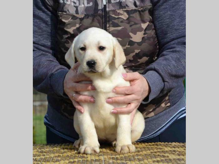 labrador retriver štenci besplatni mali oglasi