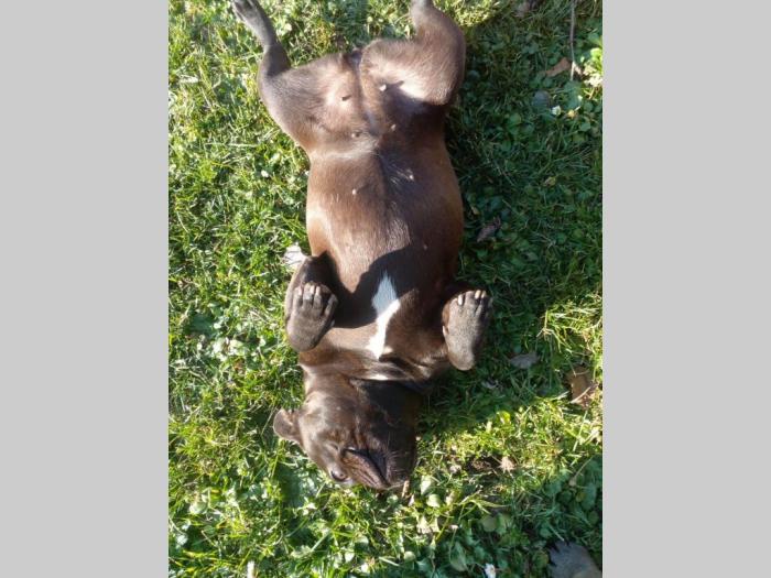 francuski buldog besplatni mali oglasi