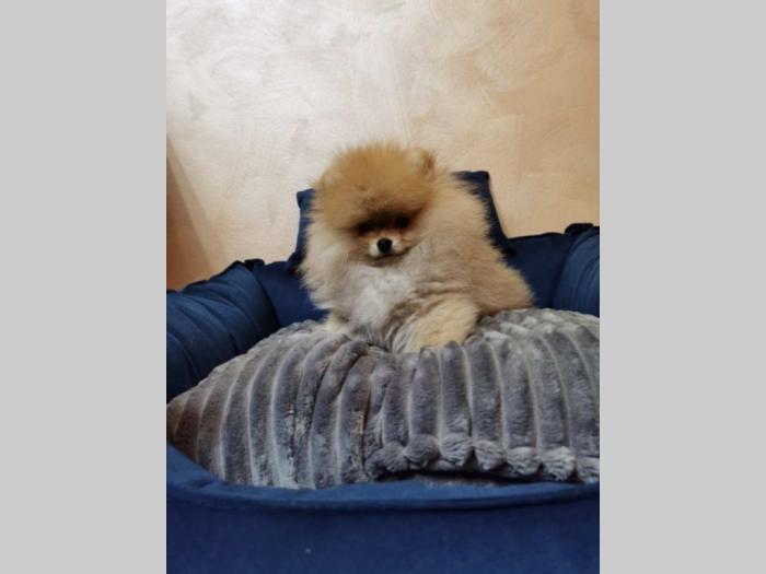 pomeranac bo štenci besplatni mali oglasi