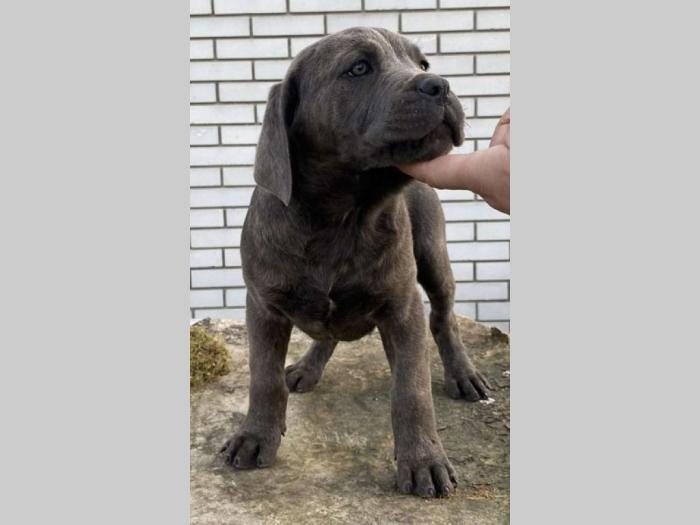 kane korso štenci besplatni mali oglasi