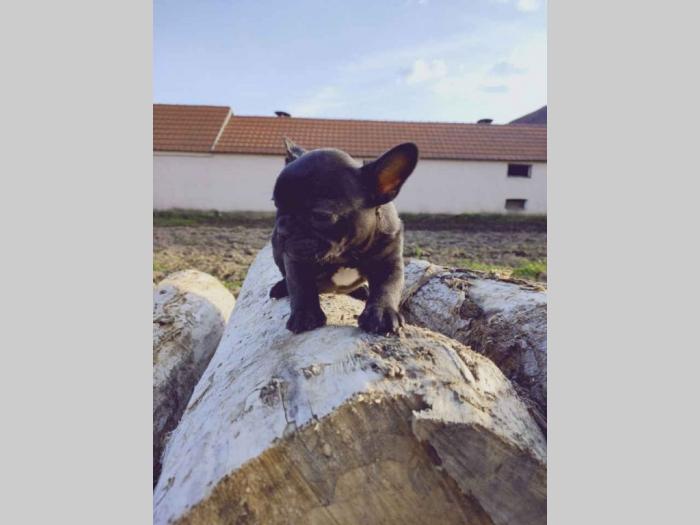 francuski buldog štenci besplatni mali oglasi