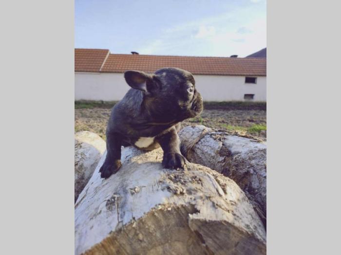 francuski buldog štenci besplatni mali oglasi