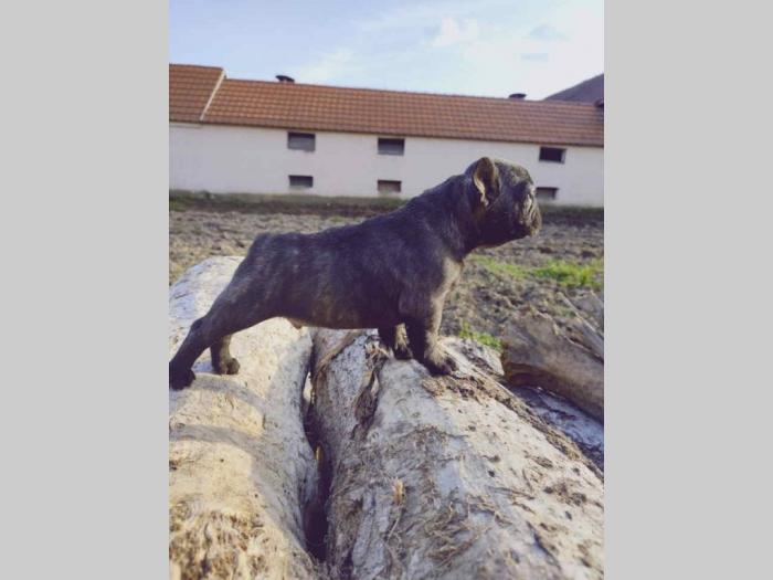 francuski buldog štenci besplatni mali oglasi