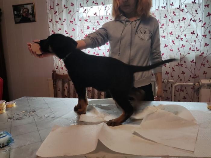 nemački ovčar ženke štenci besplatni mali oglasi