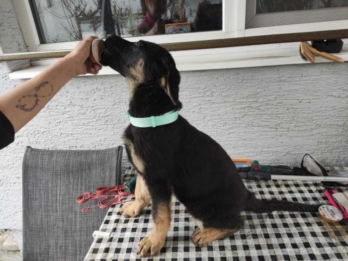 nemački ovčar ženke štenci besplatni mali oglasi