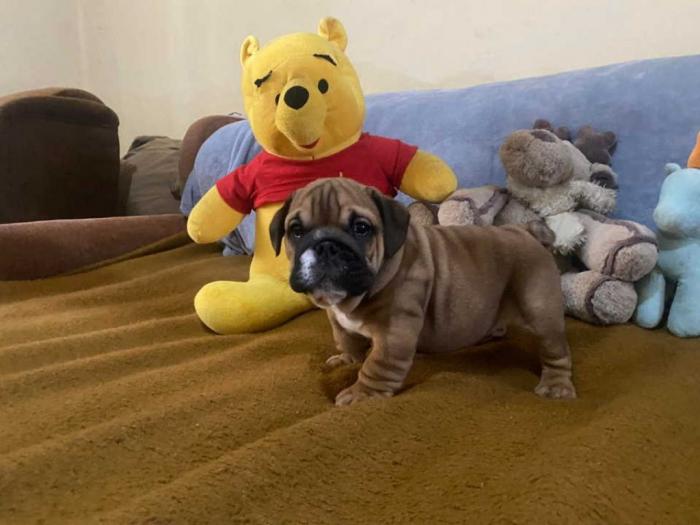 engleski buldog štenci besplatni mali oglasi