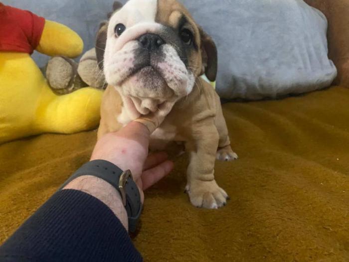engleski buldog štenci besplatni mali oglasi