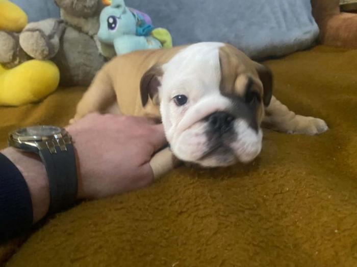 engleski buldog štenci besplatni mali oglasi