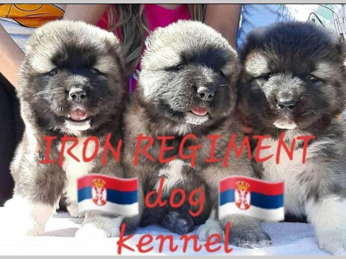kavkaski ovčar štenci besplatni mali oglasi