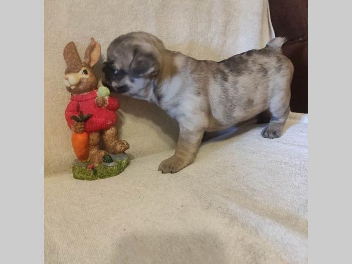 francuski buldog štenci besplatni mali oglasi
