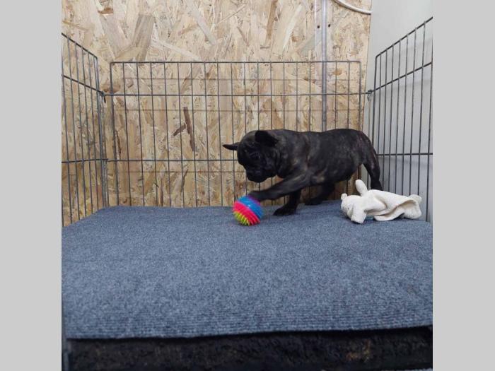 francuski buldog crni besplatni mali oglasi