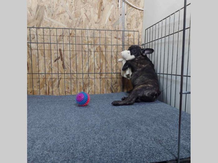 francuski buldog crni besplatni mali oglasi