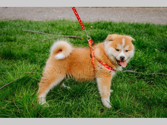akita inu štenci besplatni mali oglasi