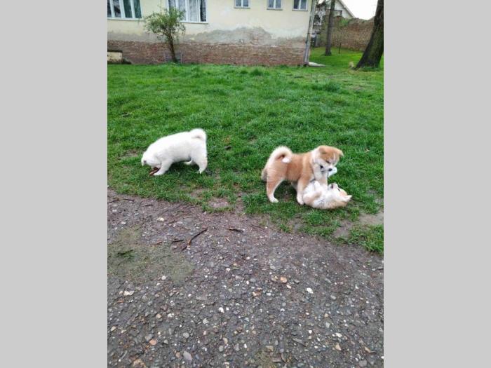 akita inu štenci besplatni mali oglasi
