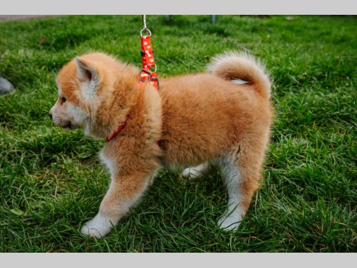 akita inu štenci besplatni mali oglasi