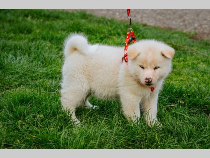 akita inu štenci besplatni mali oglasi