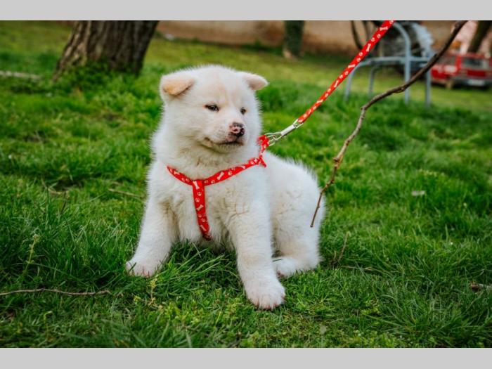akita inu štenci besplatni mali oglasi