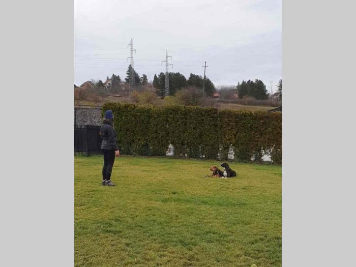 obuka pasa svih rasa škola pasa callibra besplatni mali oglasi