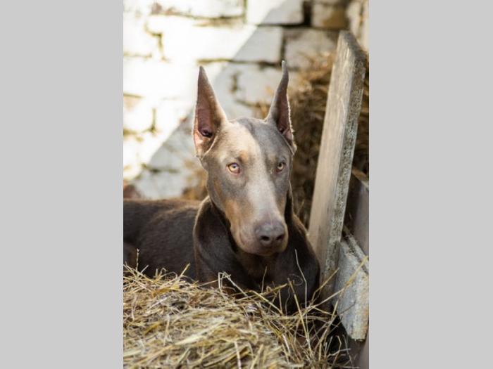izabel doberman mužjak za parenje besplatni mali oglasi