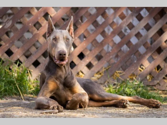 izabel doberman mužjak za parenje besplatni mali oglasi