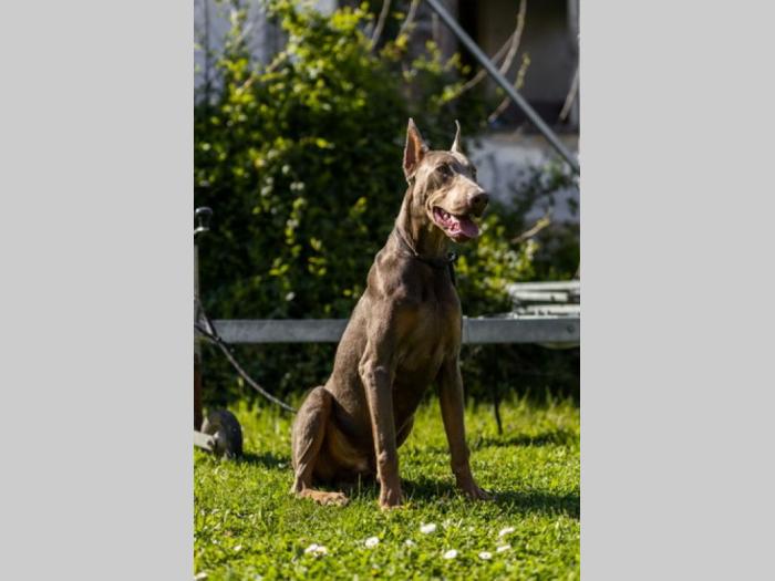 izabel doberman mužjak za parenje besplatni mali oglasi