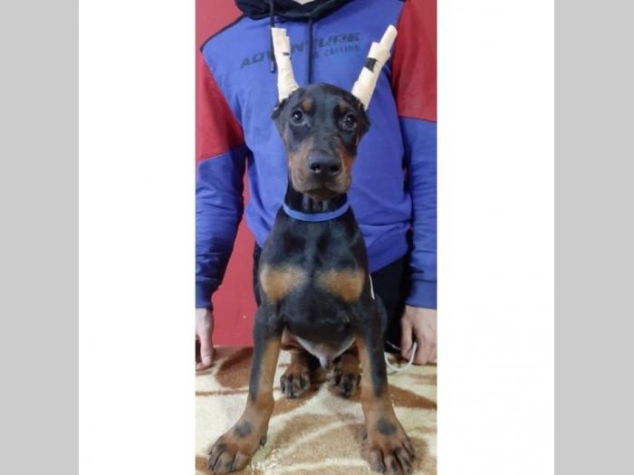 doberman štenci besplatni mali oglasi