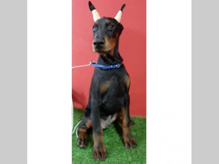 doberman štenci besplatni mali oglasi