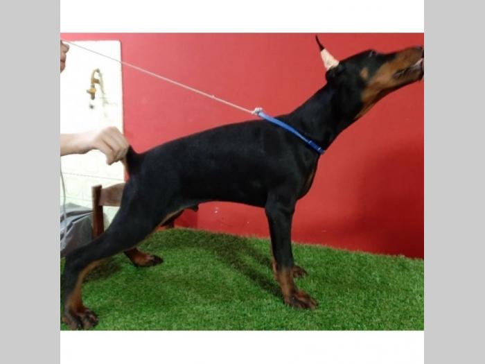 doberman štenci besplatni mali oglasi