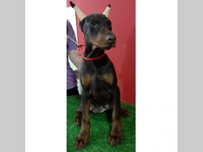 doberman štenci besplatni mali oglasi