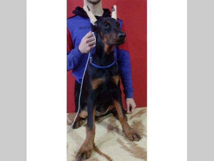 doberman štenci besplatni mali oglasi