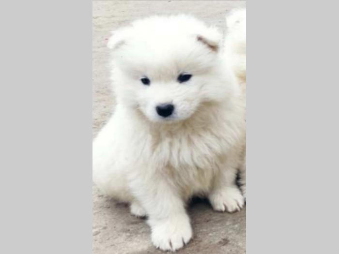 samojed štenci besplatni mali oglasi