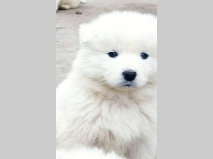 samojed štenci besplatni mali oglasi