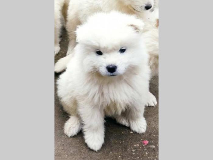samojed štenci besplatni mali oglasi