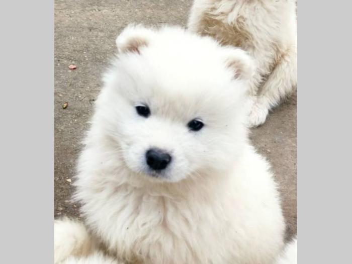 samojed štenci besplatni mali oglasi