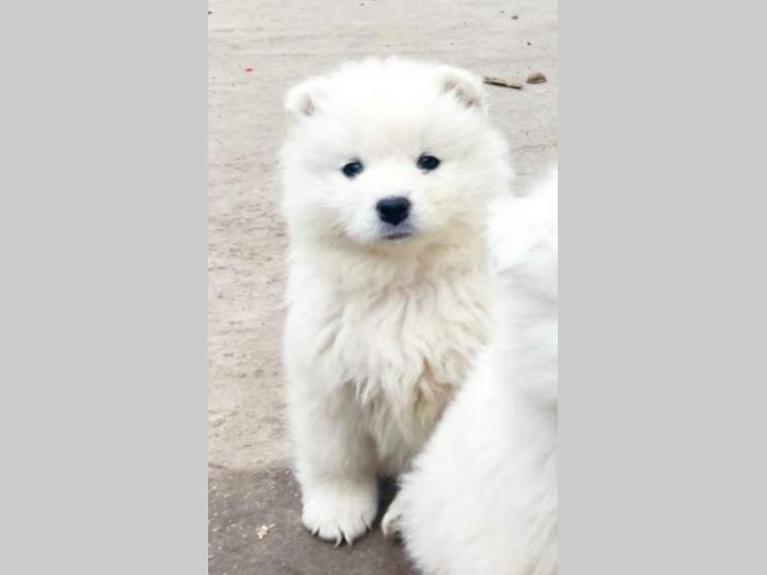 samojed štenci besplatni mali oglasi