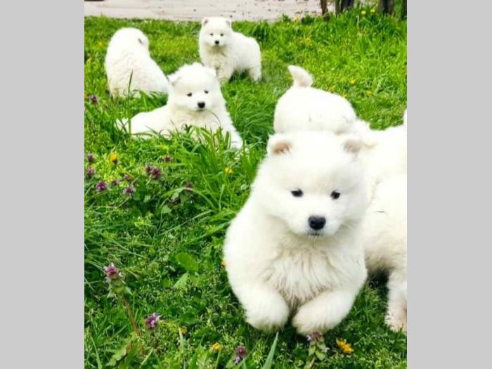 samojed štenci besplatni mali oglasi