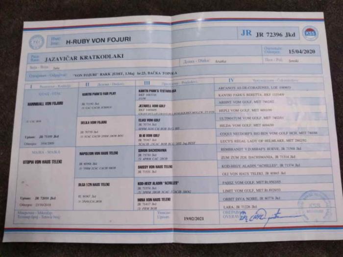jazavičari kratkodlaki štenci besplatni mali oglasi