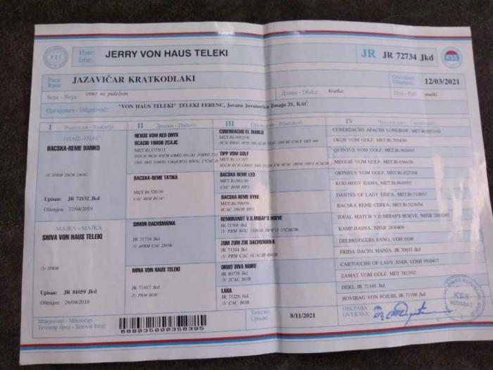 jazavičari kratkodlaki štenci besplatni mali oglasi